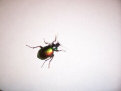 Calosoma sycophanta