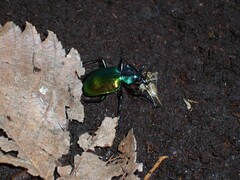 Calosoma sycophanta
