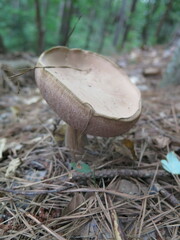 Tylopilus felleus