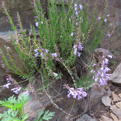 Hedeoma hyssopifolia