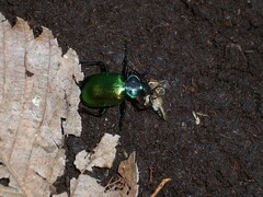 Calosoma sycophanta