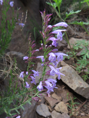 Hedeoma hyssopifolia