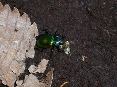 Calosoma sycophanta