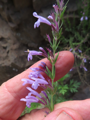 Hedeoma hyssopifolia