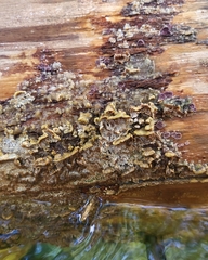 Serpula himantioides