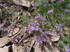 Hedeoma hyssopifolia