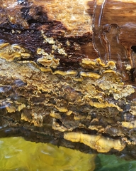 Serpula himantioides