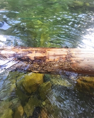 Serpula himantioides