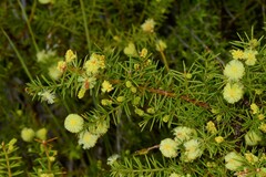 Acacia verticillata verticillata