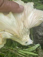 Pleurotus populinus