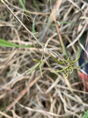 Convolvulus angustissimus