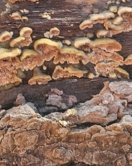 Serpula himantioides