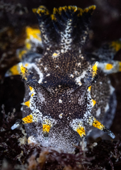 Polycera hedgpethi