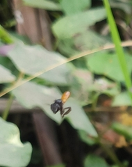 Trigona fulviventris