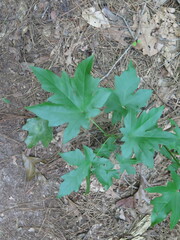 Acer floridanum