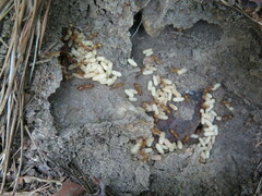 Camponotus castaneus