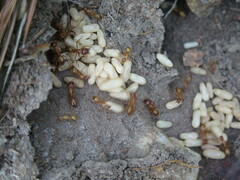 Camponotus castaneus