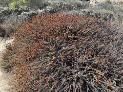 Eriogonum parvifolium