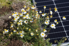 Tripleurospermum inodorum