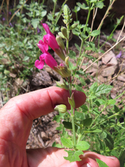 Salvia lemmonii