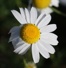 Tripleurospermum inodorum