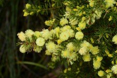 Acacia verticillata verticillata