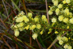 Acacia verticillata verticillata