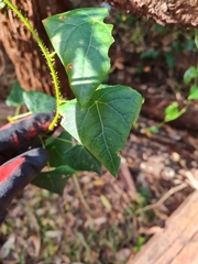 Echinostephia aculeata