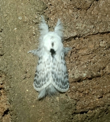 Apotolype brevicrista
