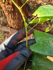 Echinostephia aculeata