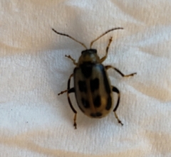 Cerotoma trifurcata