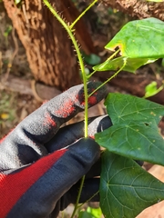 Echinostephia aculeata