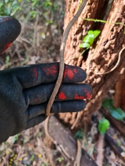 Echinostephia aculeata