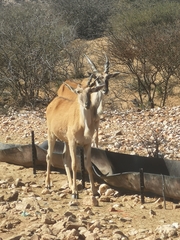 Tragelaphus oryx oryx