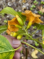 Cordia subcordata