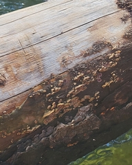 Serpula himantioides