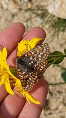 Euphydryas