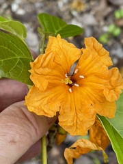 Cordia subcordata