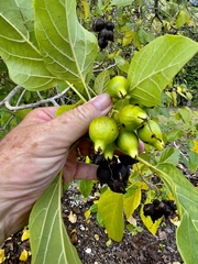 Cordia subcordata