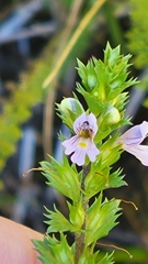 Euphrasia stricta