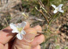 Moraea polyanthos