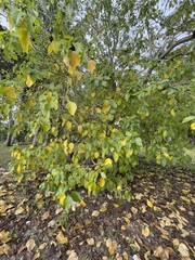 Cordia subcordata