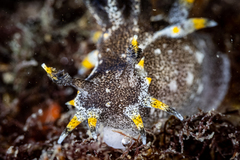 Polycera hedgpethi
