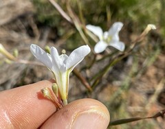Moraea polyanthos