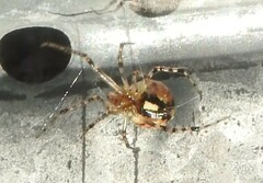 Theridiidae