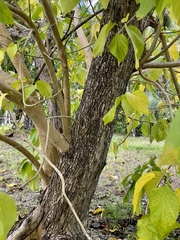 Cordia subcordata