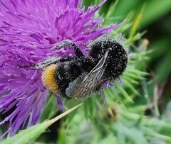 Bombus lapidarius