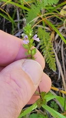Euphrasia stricta