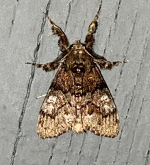 Dasychira meridionalis