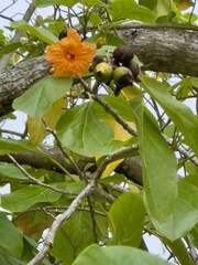 Cordia subcordata